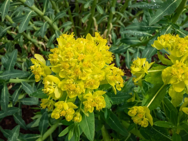 Marsh Spurge Marsh Euphorbia Euphorbia Palustris Flowering Bright Green Yellow — Stock Photo, Image