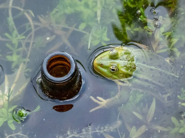 水に投げ込まれたビールボトルの横に水の中で一般的な水カエルや緑のカエル Pelophylax Esculentus のクローズアップショット 公害及び野生生物 — ストック写真