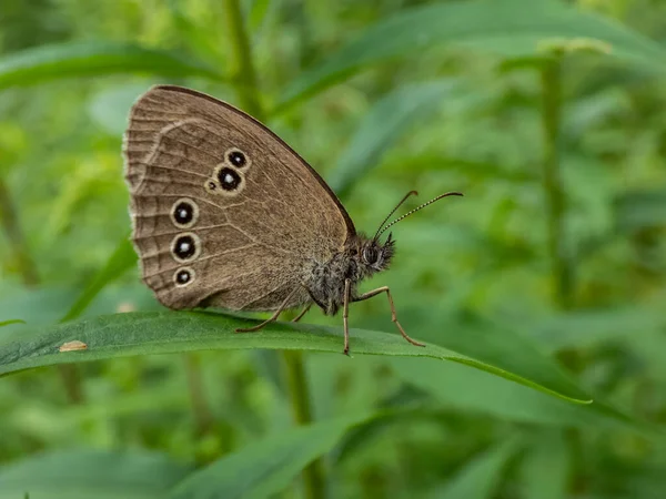 stock image Close-up shot of the ringlet (Aphantopus hyperantus) in summer. Medium-sized butterfly, upper and lower sides are brown with small, yellowish eyespots