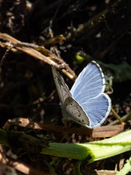 冬青蝴蝶 Celastrina Argiolus 在夏天的特写 冬青有淡蓝色的翅膀 上有淡蓝色的象牙圆点 — 图库照片