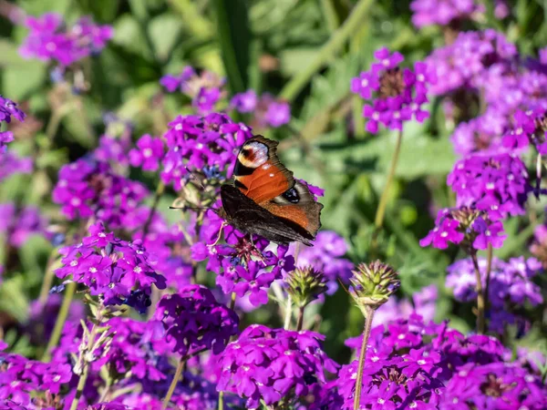 Close Beautiful Colourful Butterfly European Peacock Butterfly Aglais Purple Flower — Stock Photo, Image