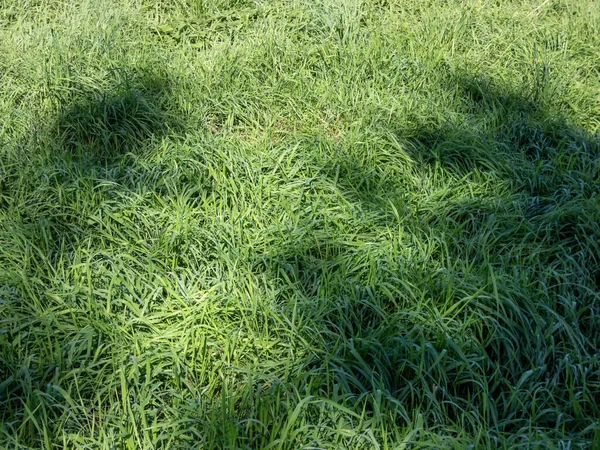 Long Green Grass Growing Carpet Field Summer Sunlight Shadows Background — Stock Photo, Image