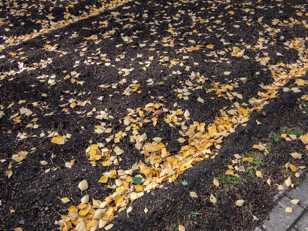 Земля Черной Почвой Покрытой Опавшими Желтыми Листьями Березы Осенью — стоковое фото