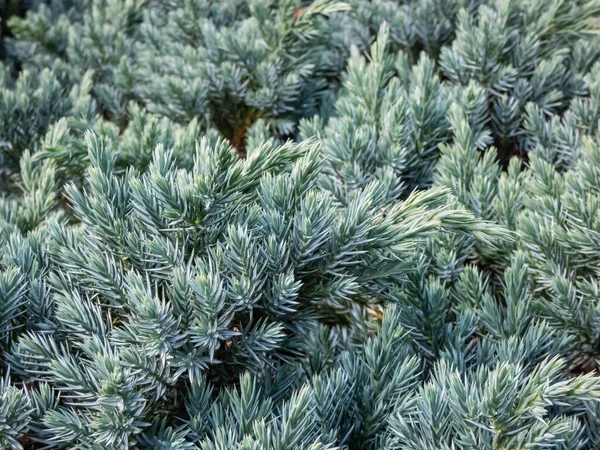 Dwarf Evergreen Shrub Flaky Juniper Singleseed Juniper Juniperus Squamata Blue — Stock Photo, Image