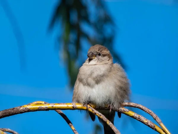 Piękne Zbliżenie Samicy House Sparrow Passer Domesticus Puszystym Upierzeniem Siedzącej — Zdjęcie stockowe