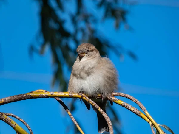 Belo Tiro Close Fêmea House Sparrow Passer Domesticus Com Plumagem — Fotografia de Stock