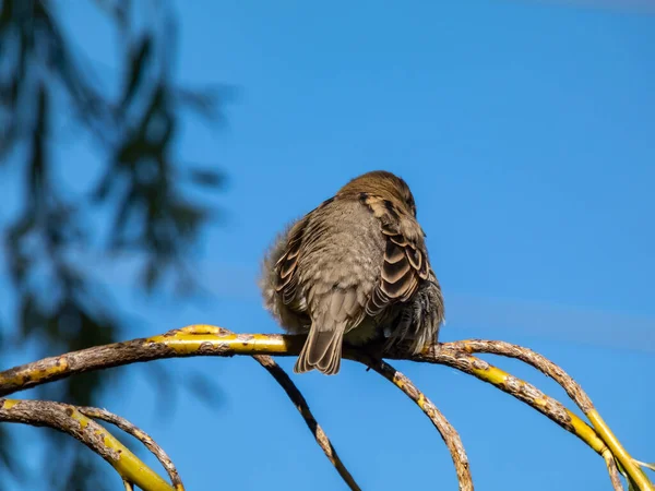 Vacker Närbild Bild Kvinnliga House Sparrow Passer Domesticus Med Fluffig — Stockfoto