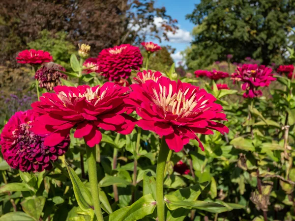 Zinnia Elegans Benary Giant Wine Growing Garden Blooming Rounded Fully — стоковое фото