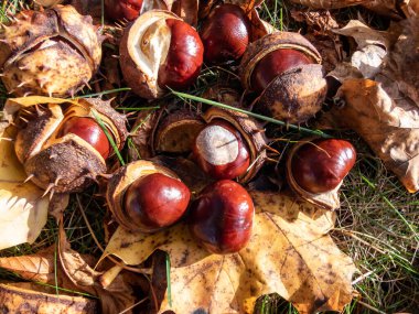Taze at kestanesi (Aesculus hippocastanum) yakın çekim. Sonbahar arka planında olgun kahverengi at kestaneleri ve tepesinde dikenli deniz kabuğu var.