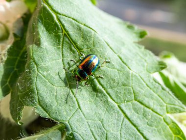 Yeşil yapraklar üzerinde yeşil ya da menekşe mavisi boylamsal çizgilere dönüşen altın ve bakır parlaklığı ve metalik ışıltısıyla güzel, renkli, ölü ısırgan otu yaprağı böceği (Chrysolina fastuosa)