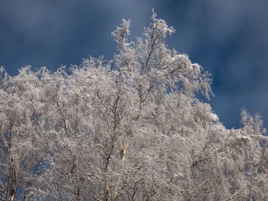 Güneşli bir kış gününde, ormandaki ağaçlara tepeden tırnağa kar yağarken arka planda zıt bir gökyüzü görülür. Yoğun kar yağışından sonra ağaçlar, çalılar ve bitki örtüsü. Güzel kış manzarası