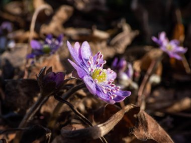 Amerikan Karaciğeri (Anemone hepatikası) ilkbaharın ilk kır çiçeklerinin güneşte kurumuş yapraklarla Macro çekimi. Leylak ve mor çiçekler. Güzel bahar çiçekleri.