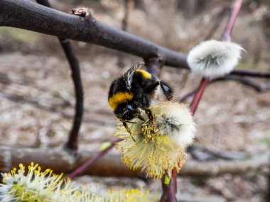 Yaban arısı ya da büyük toprak yaban arısı (bombus terrestris), ilkbaharın başlarında polenle kaplanmış, çiçekli bir kedi derisi üzerinde makro bir çekim yapar.