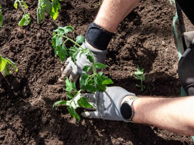 Baharda bir seranın kahverengi toprağında kazılmış bir deliğe küçük domates fideleri eken insan elleri görülüyor. Bahçe işleri ve fidanlar.