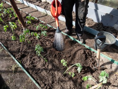 Baharda bir serada kahverengi toprakta kazılmış bir deliğe küçük domates fideleri eken bir adam görülüyor. Bahçe işleri ve fidanlar.