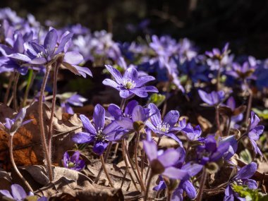 Anemone hepatikası (Anemone hepatica veya Hepatica nobilis) ormanın parlak güneş ışığında mor çiçeklerle açarak makro bir çekim yapar. Güzellik ve narin bahar çiçekleri.