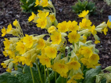 Ruprecht's Primula, Primula elatior or Caucasus Oxlip (Primula ruprechtii) flowering with nodding, soft yellow, fragrant flowers from mid spring to early summer