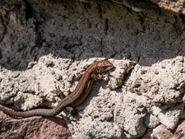 Genç Viviparous kertenkele ya da yaygın kertenkele (Zootoca vivivipara) baharın başlarında bahçedeki dikey kaya duvarında güneş banyosu yapıyor.