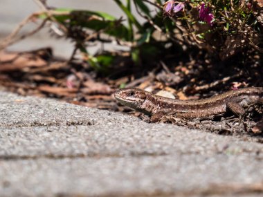 Viviparous kertenkele ya da yaygın kertenkele (Zootoca vipara) yakın çekim bahçedeki bitki örtüsü yakınında yan ve zemin kat parlak güneş ışığı görüntüsü