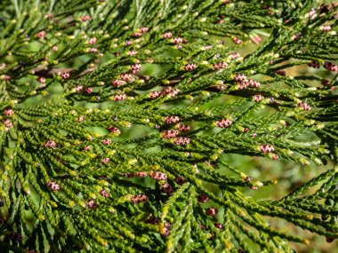 İlkbaharda Port Orford cedar veya Lawson selvi (Chamaecyparis lawsoniana) konilerinin polen konilerinin yakın çekim görüntüsü ve yeşil yapraklar arasında teşhis kırmızı rengi