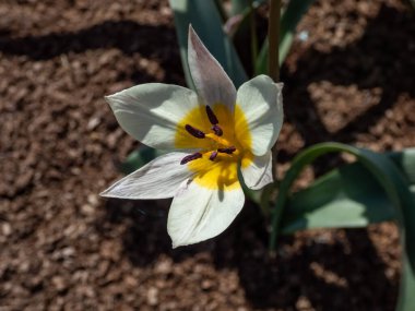 Yıldız şeklindeki çiçeklerle çiçekli çiçekleri yakından çek - Türkistan lalesi (Tulipa turcestanica). Sarı bazal beceriksiz fildişi beyaz çiçekleri, anterler koyu mordur.