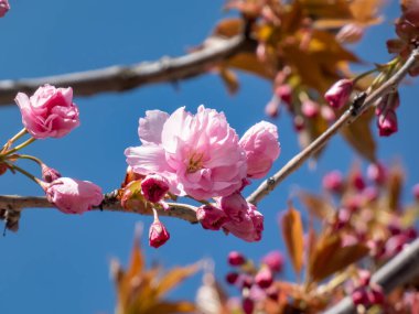 Japonya 'nın güzel, pembe kiraz çiçekleri dallarda ve mavi gökyüzünün altında açan pembe sakura çiçekleri. Narin ve romantik bahar çiçekleri.