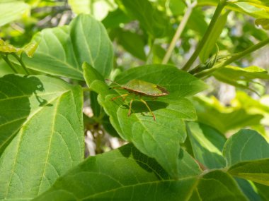 Yeşil bir yaprağın üzerinde 