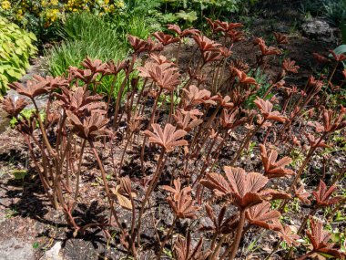 Bahçede yetişen Rodgersia purdomii. Yakışıklı, çekici kırmızı ve kahverengi yaprakları var.,