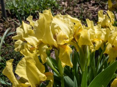 Pigme iris ya da cüce iris (Pumila Hybrida) Excelsa yaz başında açık renkli sarı bitone ve sarı sakallı çiçek açar