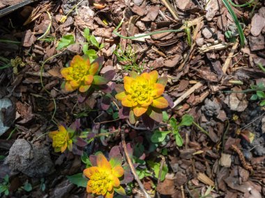 Sarı-turuncu frenlerle çevrili, bahar mevsiminde koyu yeşil kestane rengi, mor yapraklı ve parlak sarı çiçekli şenlik ateşi.