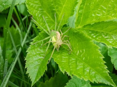 Yeşil avcı örümceğin yetişkin erkek ve dişi örümceği (Micrommata virescens) çiftleşme davranışına sahiptir. Erkek ve dişi örümceğin görünürdeki boyutları farklıdır.