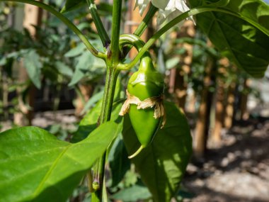 Close-up a small, green pepper fruit starting to grow and mature from the white flower of pepper plant growing in a greenhouse in bright sunlight