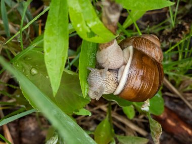 Romalı salyangoz ya da Burgundy salyangozu (Helix pomatia) yeşil bir yaprak yerken Macro çekimi. Ağızdan detaylı çekim. Avrupa 'nın en büyük kara salyangozu türlerinden biri.