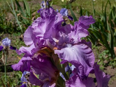 Sakallı iris ya da Alman sakallı iris (Iris germanica) 'Ametist alevi' bahçesinde alev rengi bir haft ile büyük, dalgalı leylak çiçekle çiçek açıyor