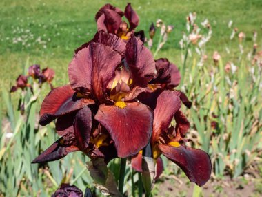 Uzun sakallı irisin (İris germanica) 'Caliente' nin yakından çekimi. Bahçede yaz mevsiminde büyük, ılık, koyu şarap kırmızısı bir çiçek açar.