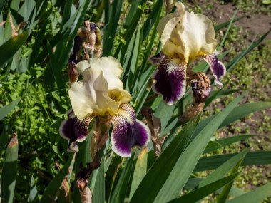 Uzun sakallı iris (Iris germanica) 'Wingolf' yazın bahçede soluk sarı ve mor çiçeklerle açarken