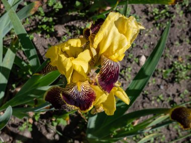 Uzun sakallı iris (Iris germanica) 'Flammenschwert' parlak sarı standartlar ve koyu kestane kırmızısı neredeyse bordo kahverengi-kırmızı zebra desenli şelaleler