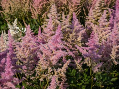 Melez Astilbe, Sahte Spirea (Astilbe x arendsii) 'Amerika' nın çiçek açan cömert pembe çiçekleri ereksiyon halinde, tüylü ve zarif panikler bahçesinde