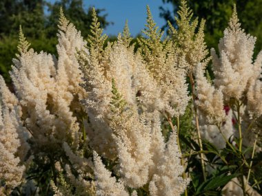 Melez Astilbe, Sahte Spirea (Astilbe x arendsii) 'Weisse Gloria' yaz başında yoğun, piramit tüyleri üzerinde kar beyazı çiçekleriyle çiçek açıyor