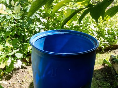 Boş, mavi, plastik su varili bitkilerle çevrili sulama bitkileri için yağmur suyu toplamak ve depolamak için yeniden kullanılmaya hazır.