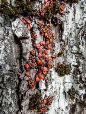 Close-up shot of a group of adult and young red and black firebugs (Pyrrhocoris apterus) in the summer showing aggregation behaviour on the growing tree bark