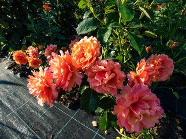 Çiçeklerin çeşitliliği 'Easy Does It' i küçük kümeler halinde kaplanmış, açık, dalgalı, mandallı, şeftali pembesi çiçeklerine dönüştürdü. Dalgalı taç yapraklarıyla sarmalanmış sersemletici çiçekler meyvemsi bir koku yayıyor.