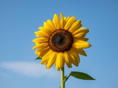 Close-up shot of big, yellow common sunflower (Helianthus) in bright sunlight facing the sun with blue sky in the background. Yellow and blue scenery