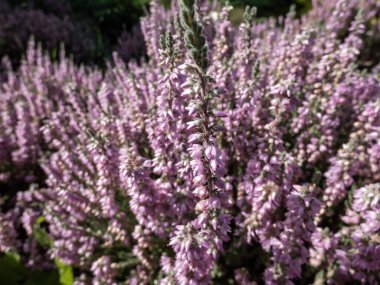 Macro of Calluna vulgaris 'Silver cloud' with bright silvery-grey foliage flowering with spikes of pale purple flowers in summer through to autumn. Floral background
