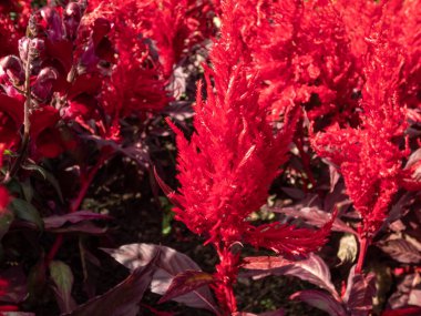 Close-up of Celosia plumosa 'Century Fire' flowering in rich velvety, scarlet and red shades in the garden in summer