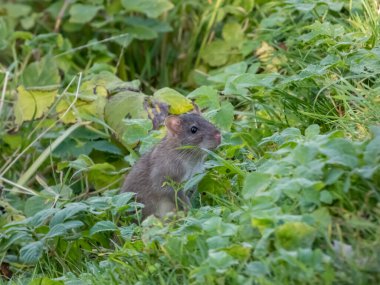 Parlak güneş ışığı altında yeşil çimlerin üzerinde oturan koyu gri ve kahverengi kürklü sıradan farenin (Rattus norvegicus) yakın çekimi