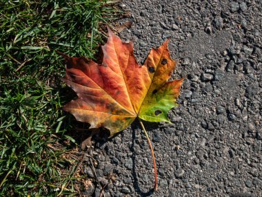 Close-up shot of big maple leaf on the ground in autumn. Maple leaf changing colours from green to yellow, orange and brown. Leaf with pigments - anthocyanin, chlorophyll, carotenoid, tanin