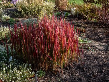 Bahçede süs bitkisi olarak yetişen kırmızı ve yeşil yapraklı bir Japon kan çimi tarlası (Imperata silindiri) Kızıl Baron. Bahçede parlak bir aksan