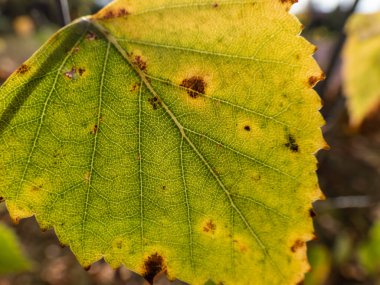 Parlak arka planda yeşil ve sarı bir yaprak dokusunun makro görüntüsü hücreleri, damarları ve yaprak yüzeyini gösteriyor. Doğa yeşil ve siyah arkaplan