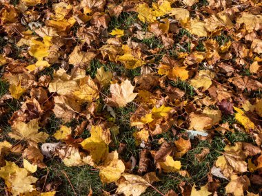 Yeşil çimenlikteki ilk sarı, turuncu ve kırmızı akçaağaç yapraklarıyla kaplı yer. Tahrip etme. Güzel, ılık sonbahar arkaplanı
